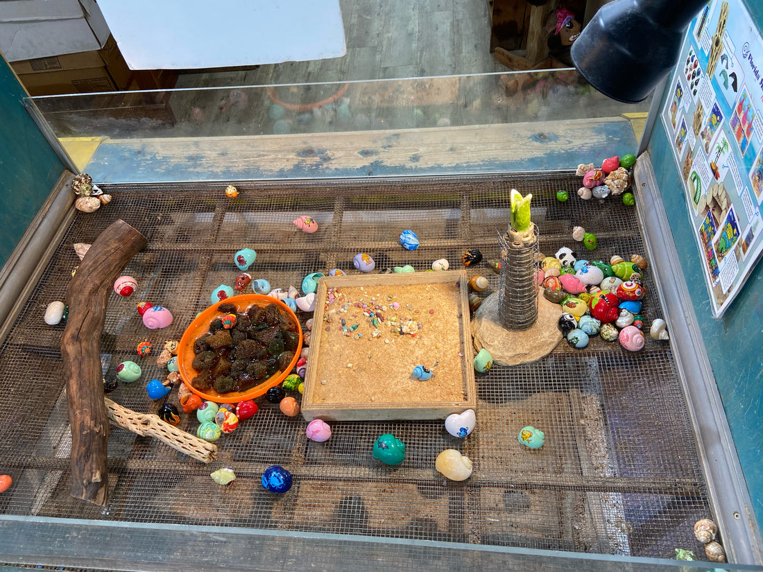 Hermit Crabs Souvenir City